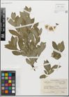 Foto von Salix glabra Scop. x Salix nigricans Sm.
